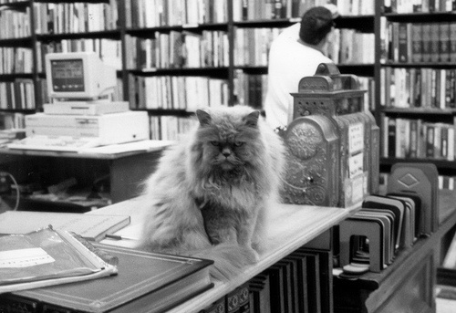 book shop and cat