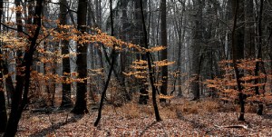 Scottish writers residency